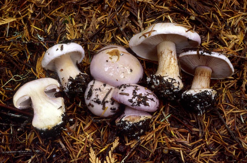 Cortinarius olympianus